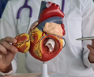 modello anatomico cuore realistico